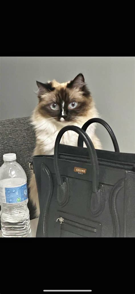 celine handbags myer